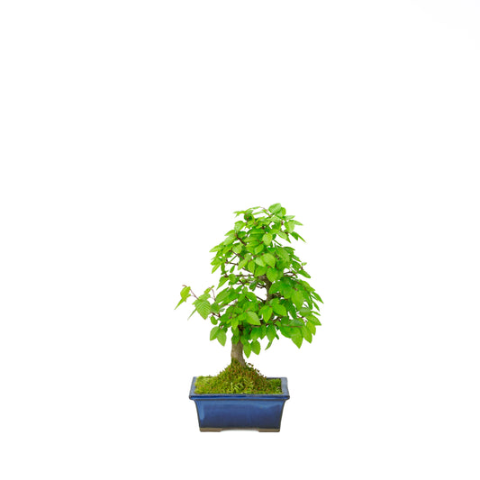 Carpinus coreana blue rectangular pot 21cm, height ~35cm