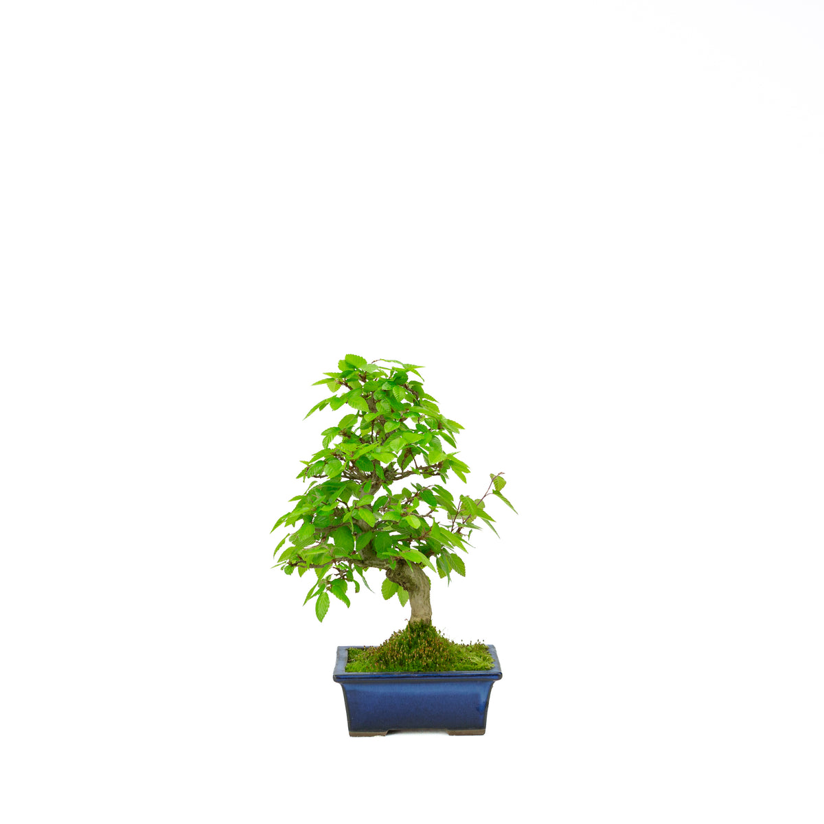Carpinus coreana blue rectangular pot 21cm, height ~35cm