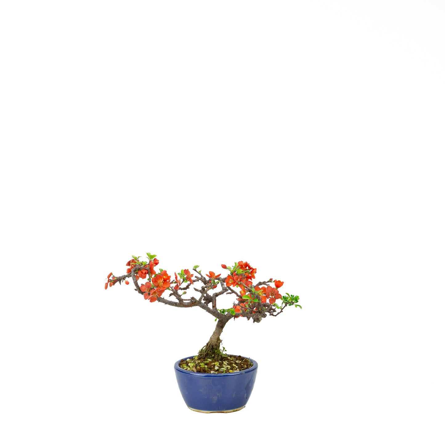 Chaenomeles speciosa (Japanese Quince), height ~39cm