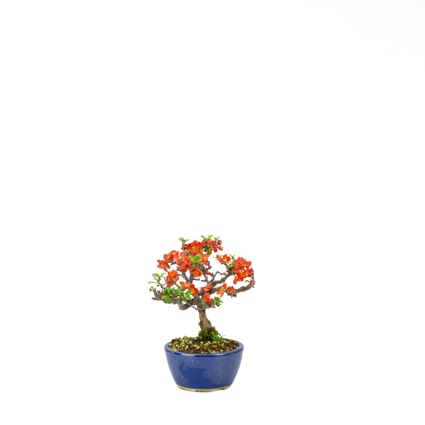 Chaenomeles speciosa (Japanese Quince), height ~39cm