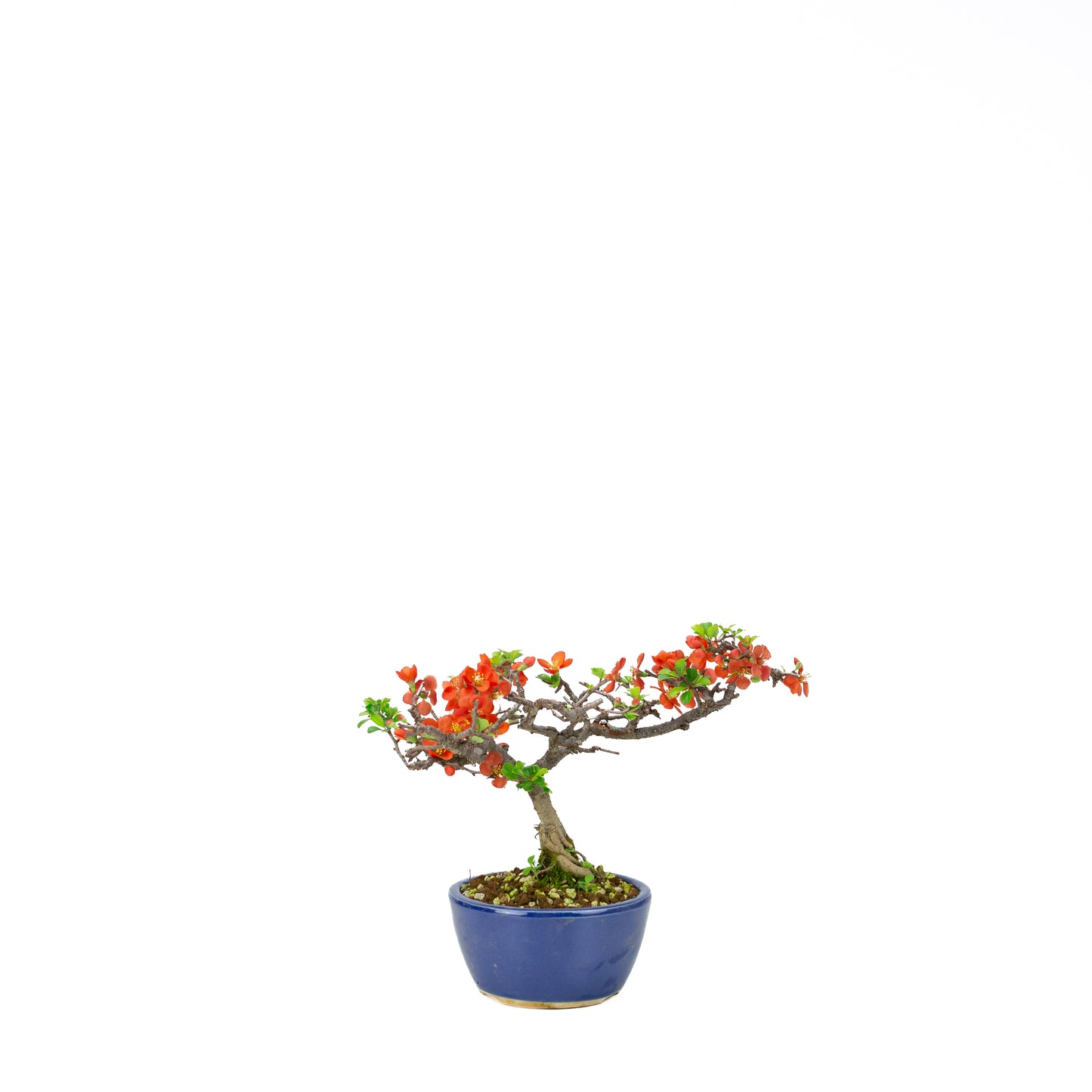 Chaenomeles speciosa (Japanese Quince), height ~39cm