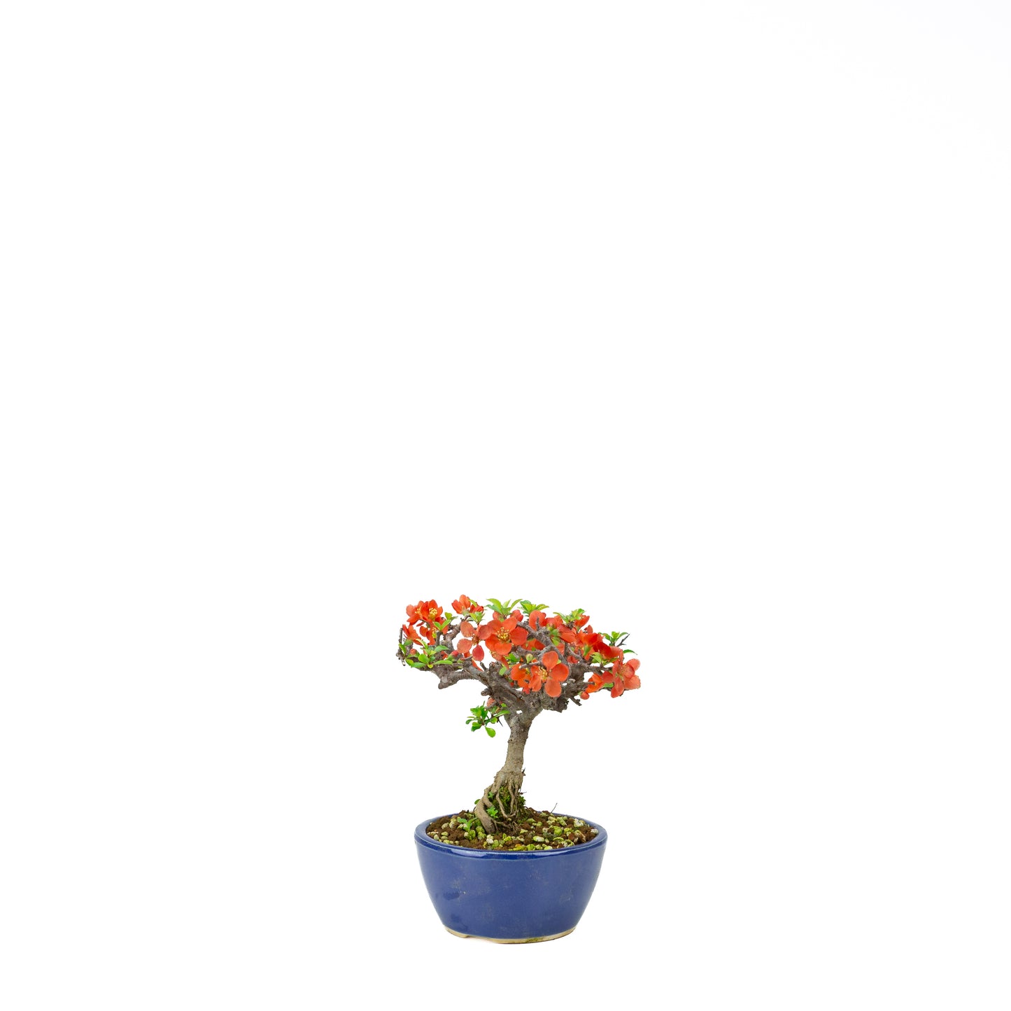 Chaenomeles speciosa (Japanese Quince), height ~39cm