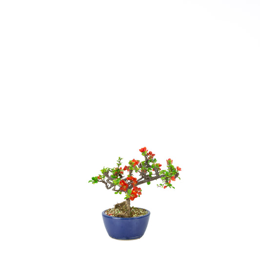 Chaenomeles speciosa (Japanese Quince), height ~39cm