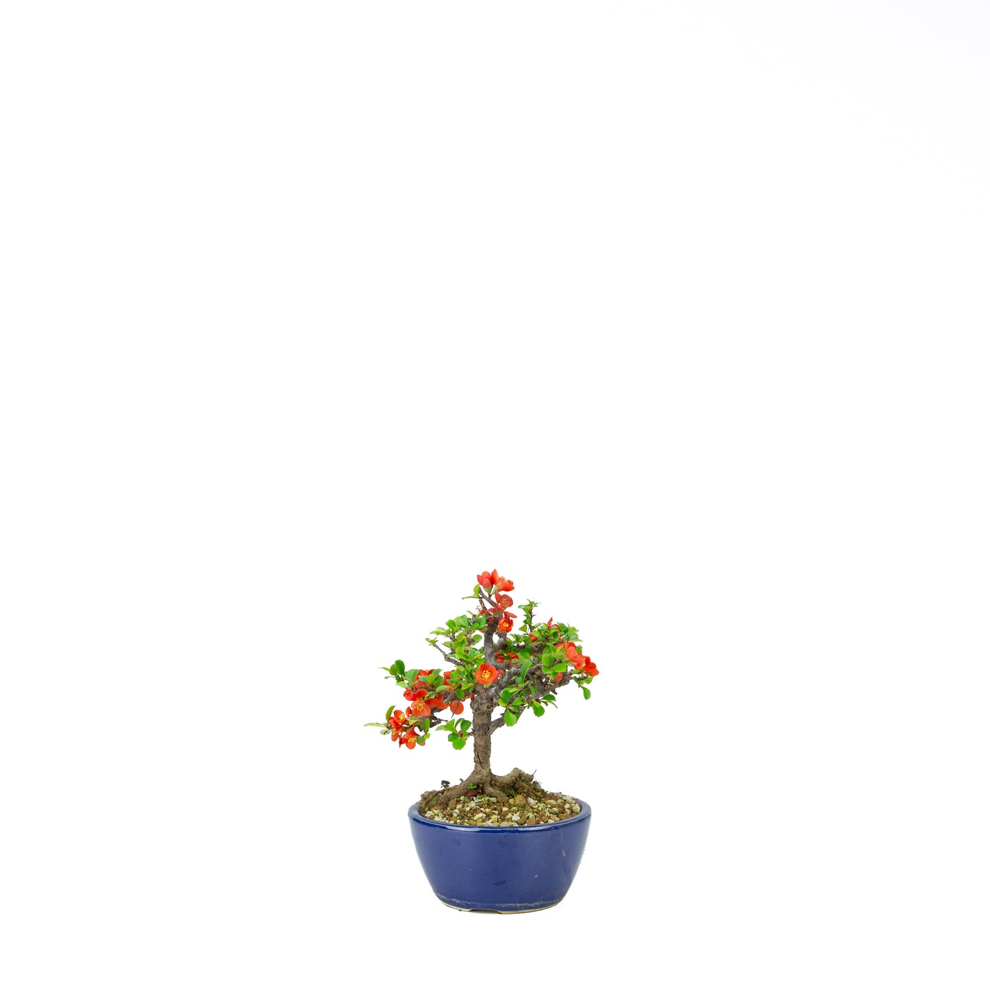 Chaenomeles speciosa (Japanese Quince), height ~39cm