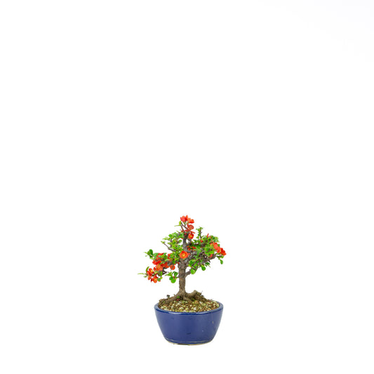 Chaenomeles speciosa (Japanese Quince), height ~39cm