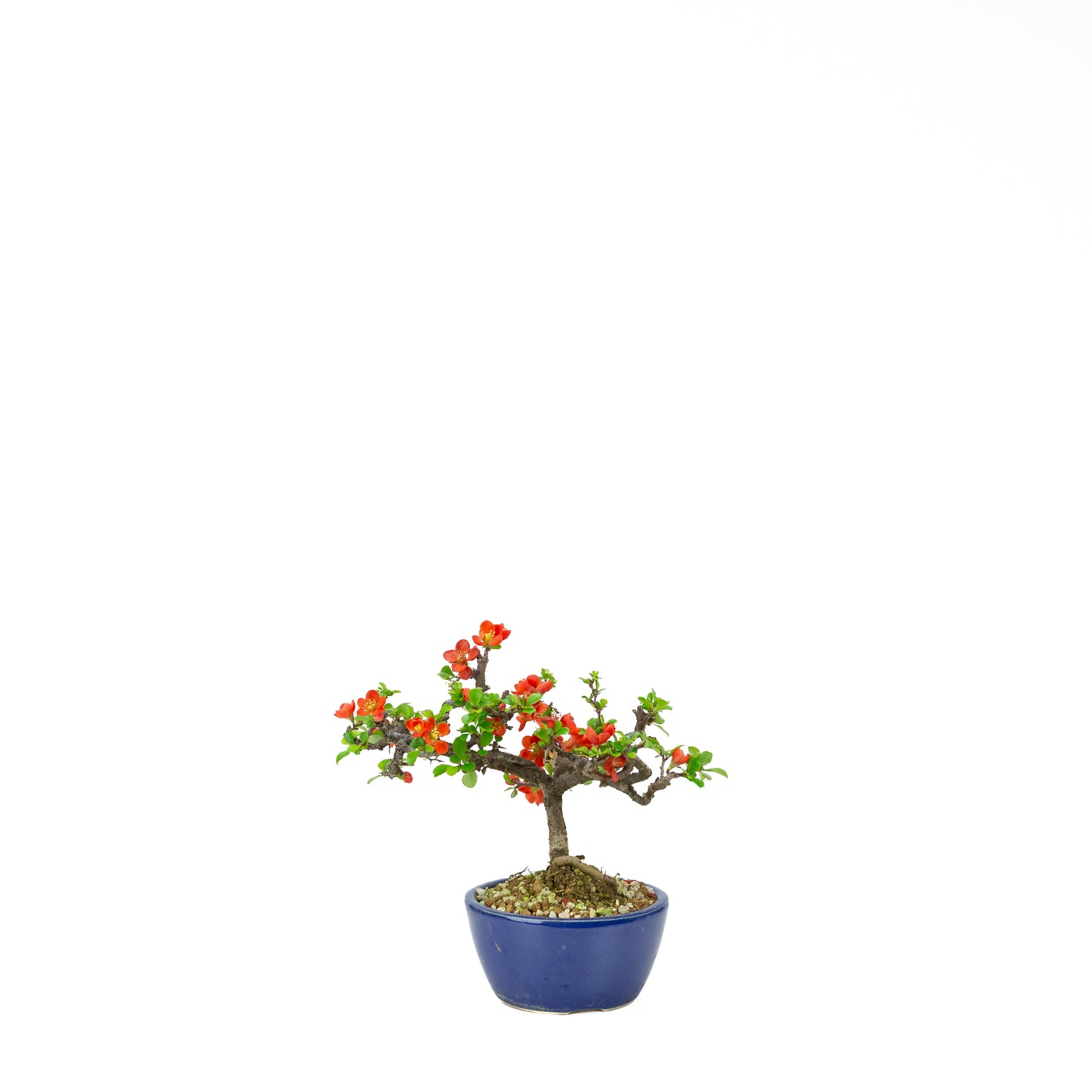 Chaenomeles speciosa (Japanese Quince), height ~39cm