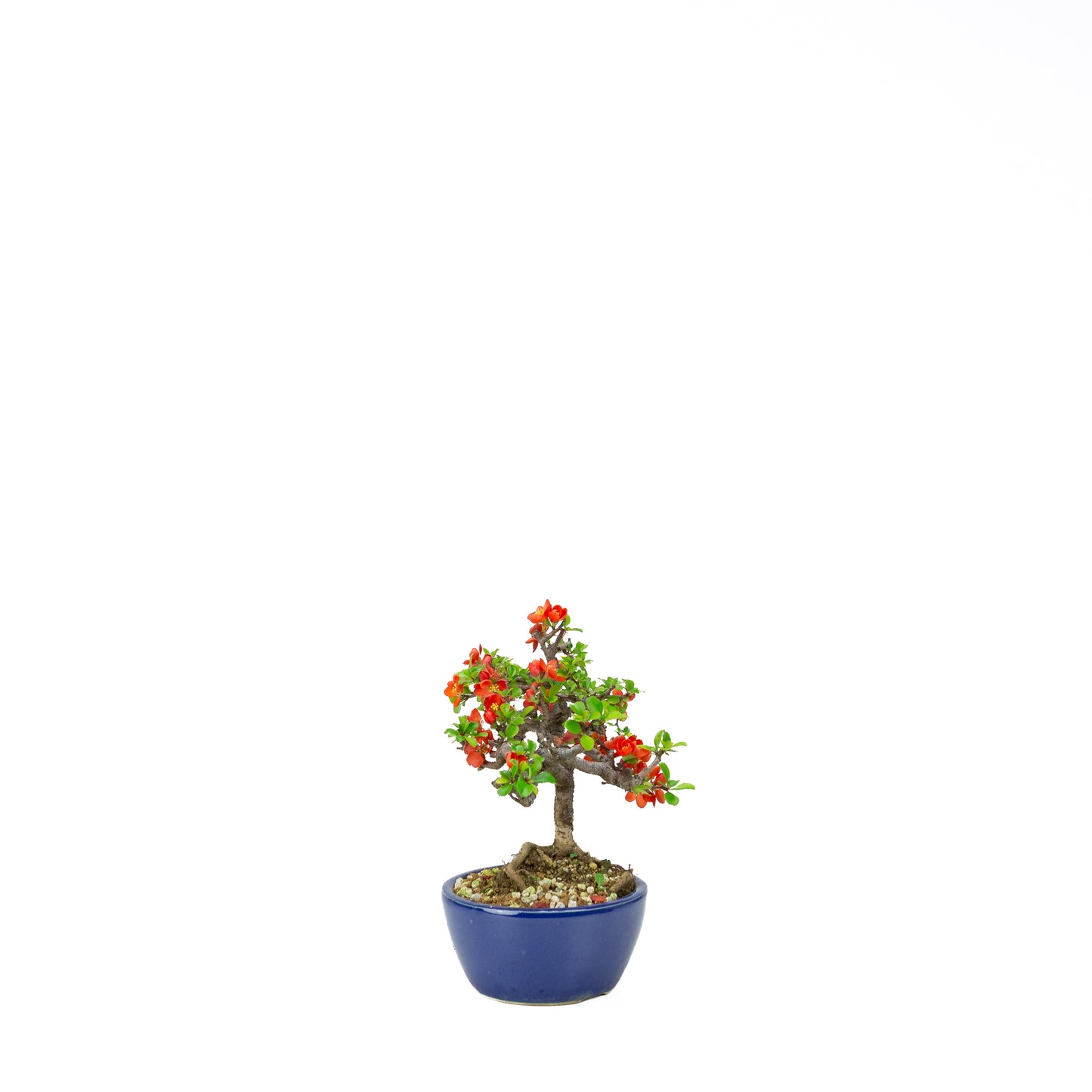 Chaenomeles speciosa (Japanese Quince), height ~39cm