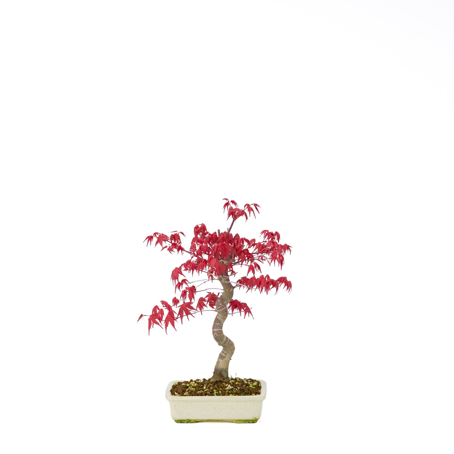 Acer palmatum Deshojo cream rectangular pot 21cm, height ~52cm