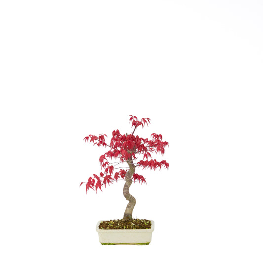 Acer palmatum Deshojo cream rectangular pot 21cm, height ~52cm