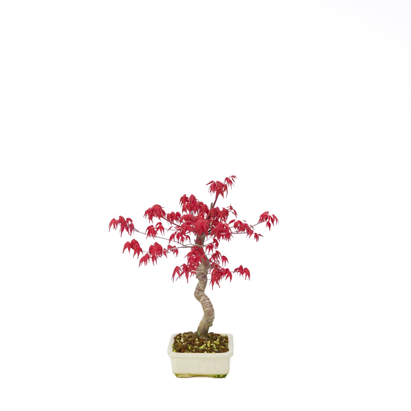 Acer palmatum Deshojo cream rectangular pot 21cm, height ~52cm