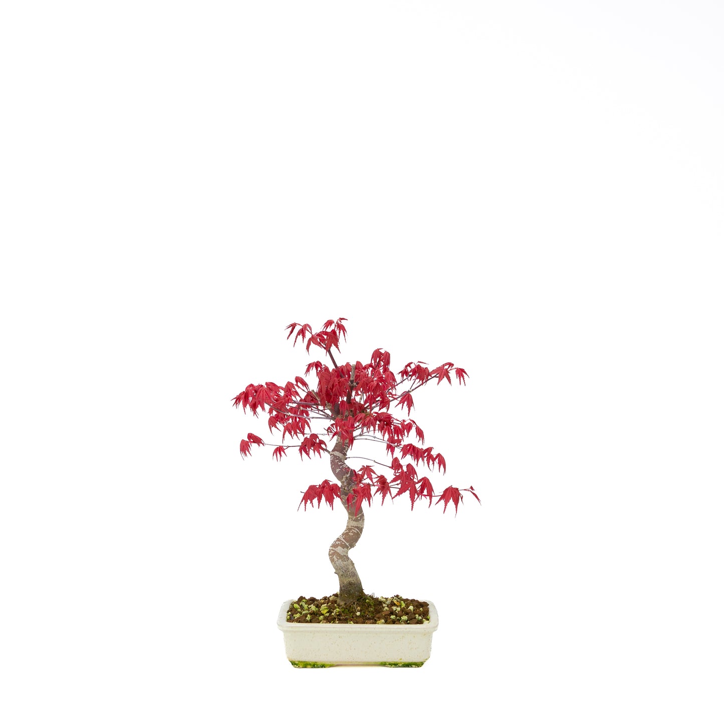 Acer palmatum Deshojo cream rectangular pot 21cm, height ~52cm