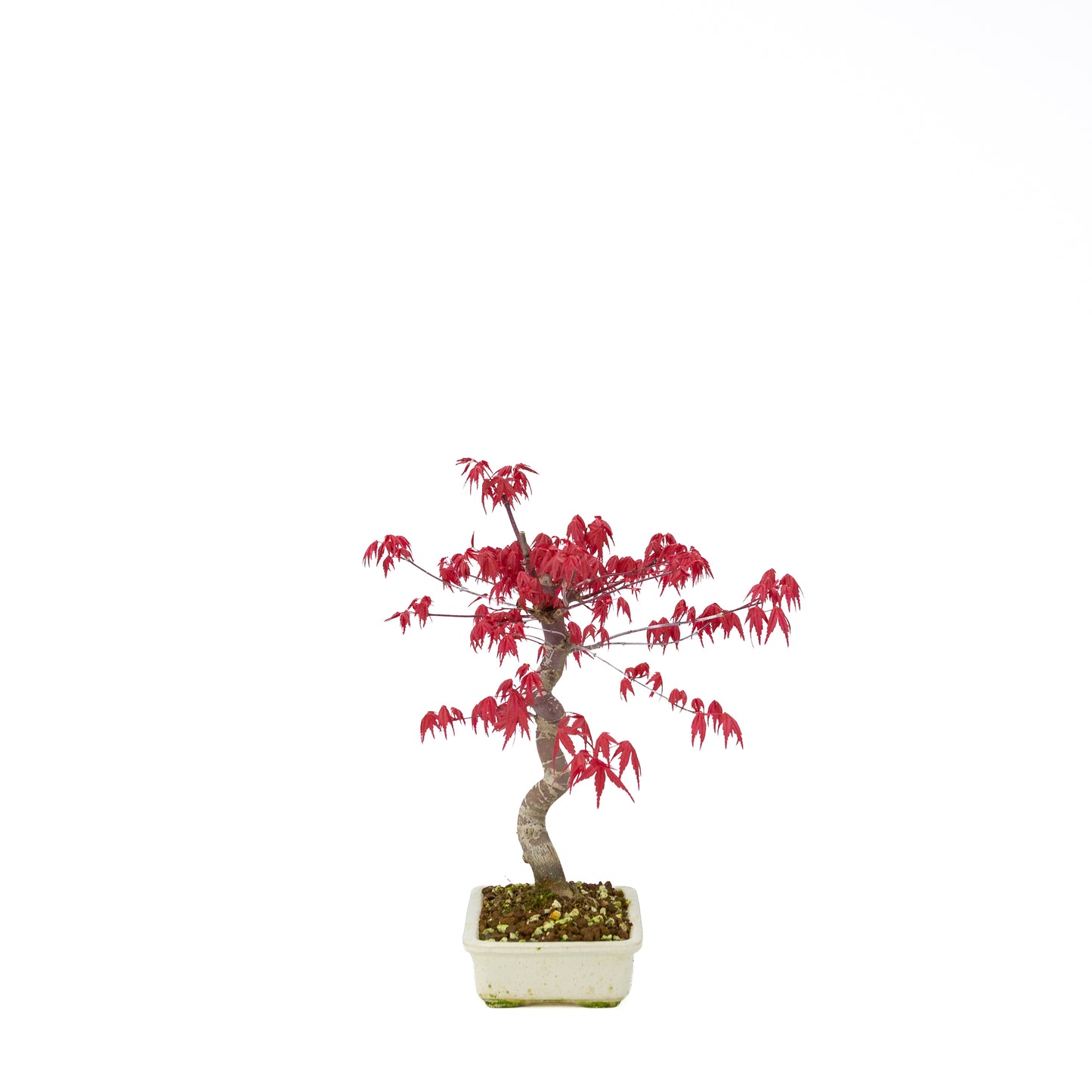 Acer palmatum Deshojo cream rectangular pot 21cm, height ~52cm