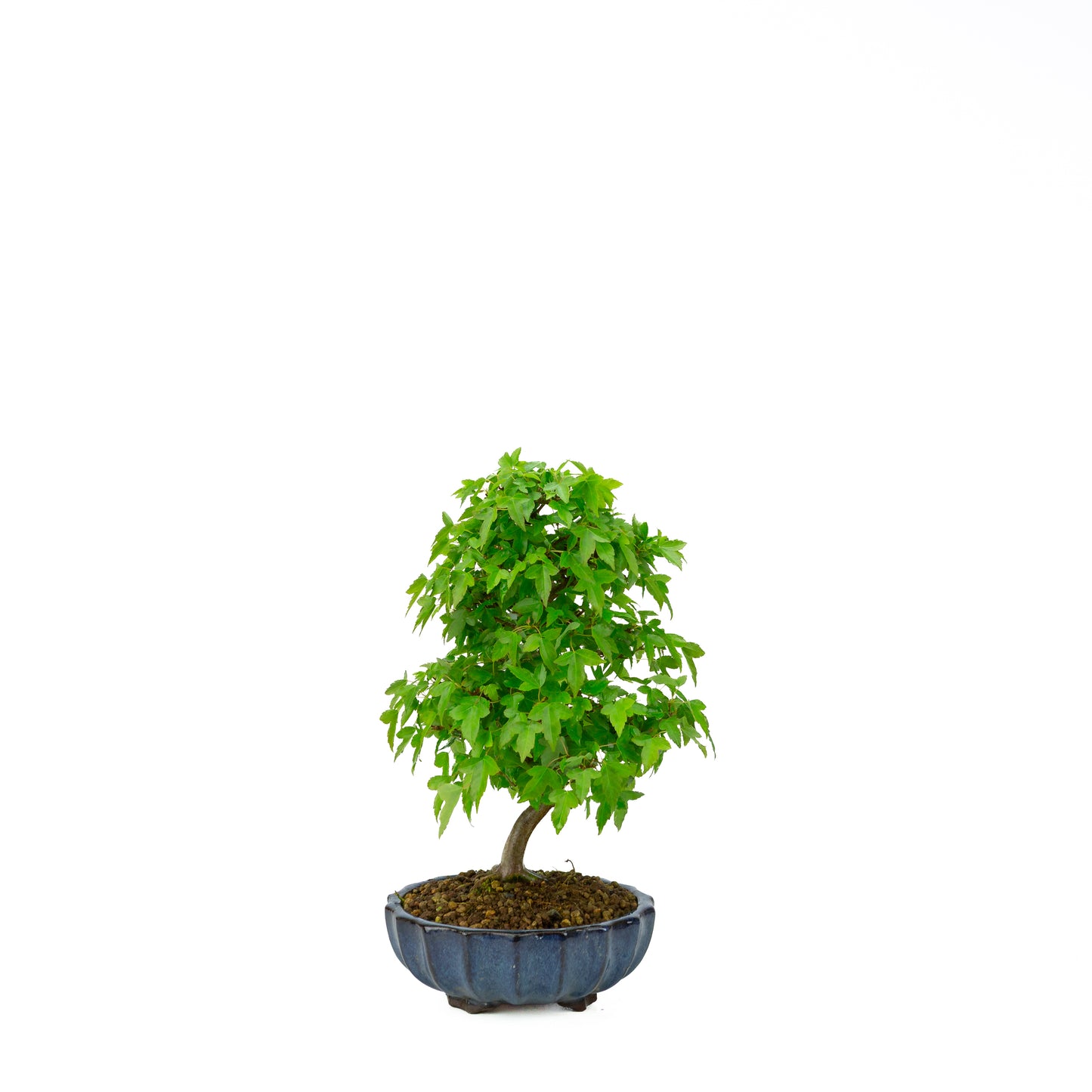 Acer buergerianum with stone brown round pot 20cm, height ~31cm