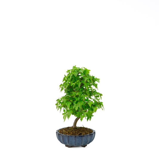 Acer buergerianum with stone brown round pot 20cm, height ~31cm