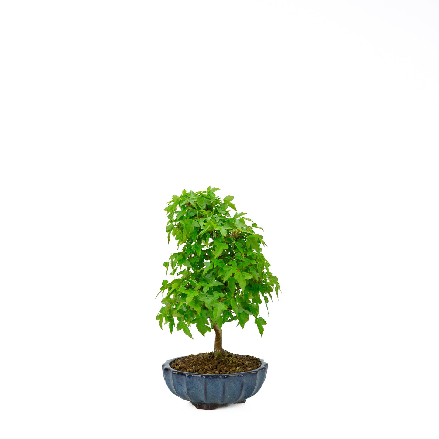 Acer buergerianum with stone brown round pot 20cm, height ~31cm