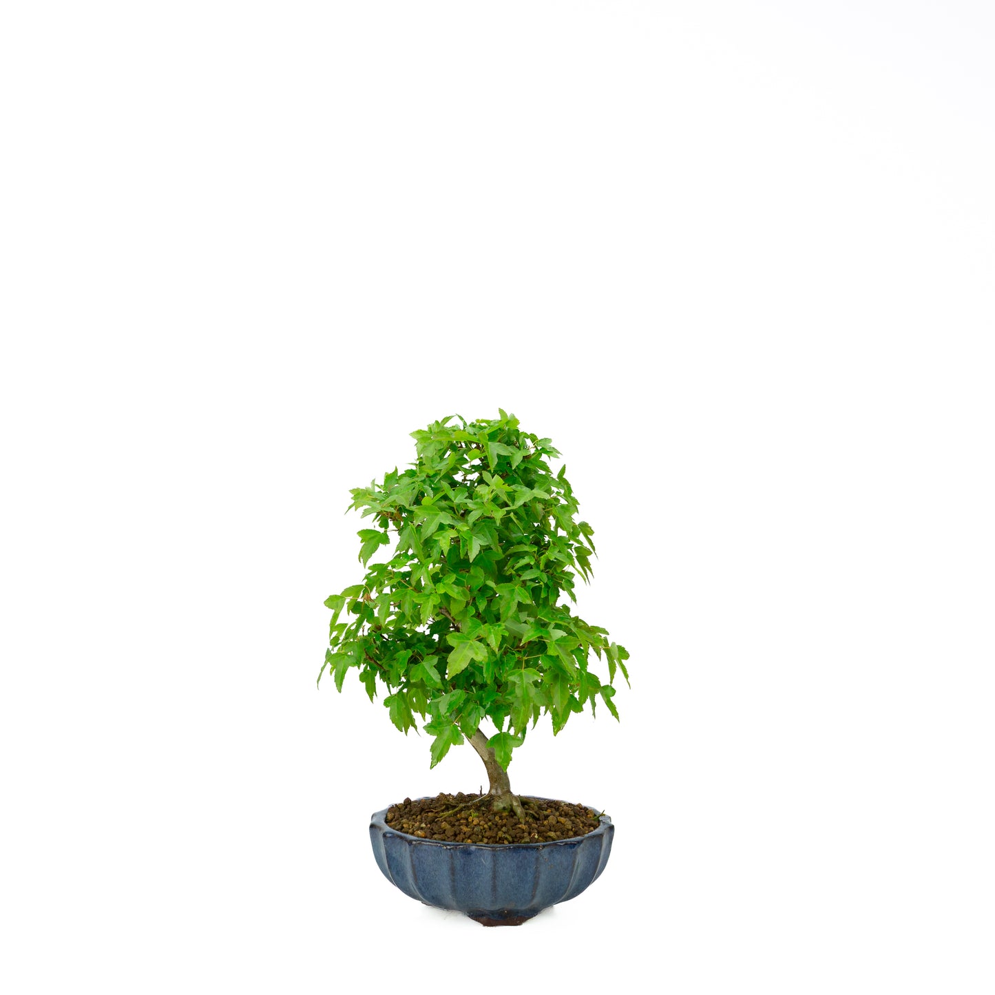 Acer buergerianum with stone brown round pot 20cm, height ~31cm