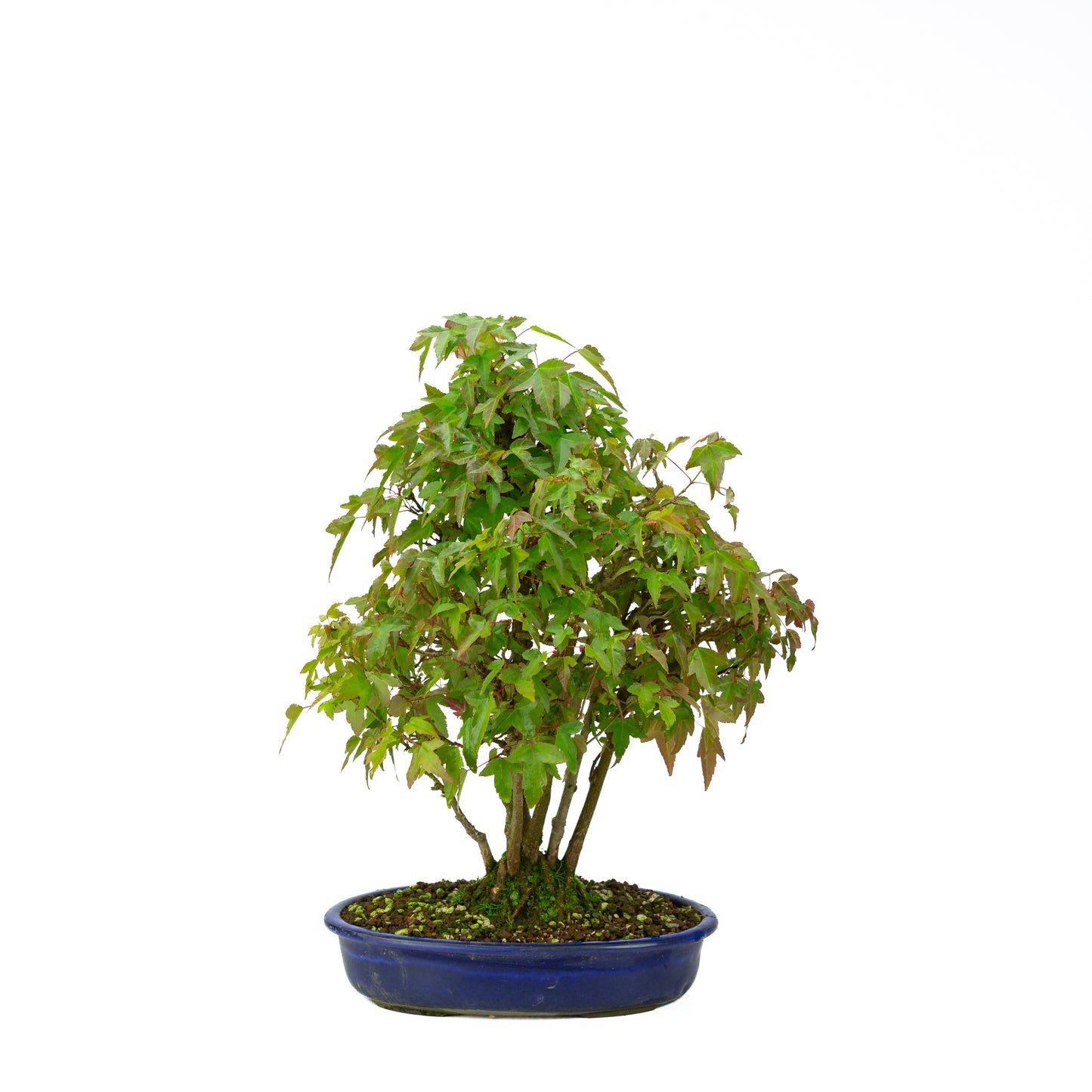 Acer buergerianum with stone brown round pot 20cm, height ~31cm