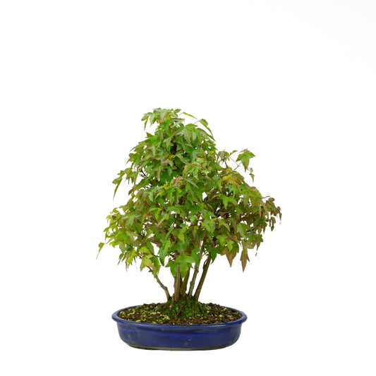 Acer buergerianum with stone brown round pot 20cm, height ~31cm