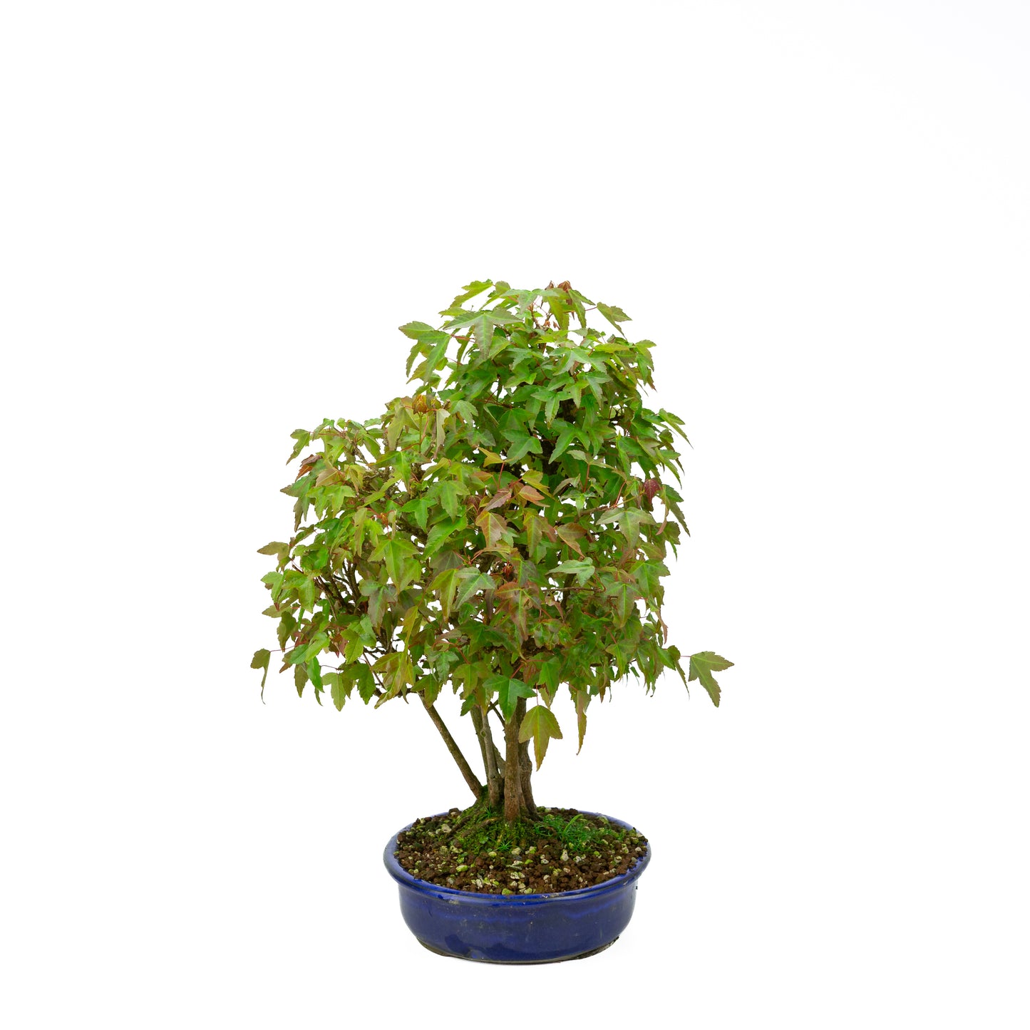 Acer buergerianum with stone brown round pot 20cm, height ~31cm