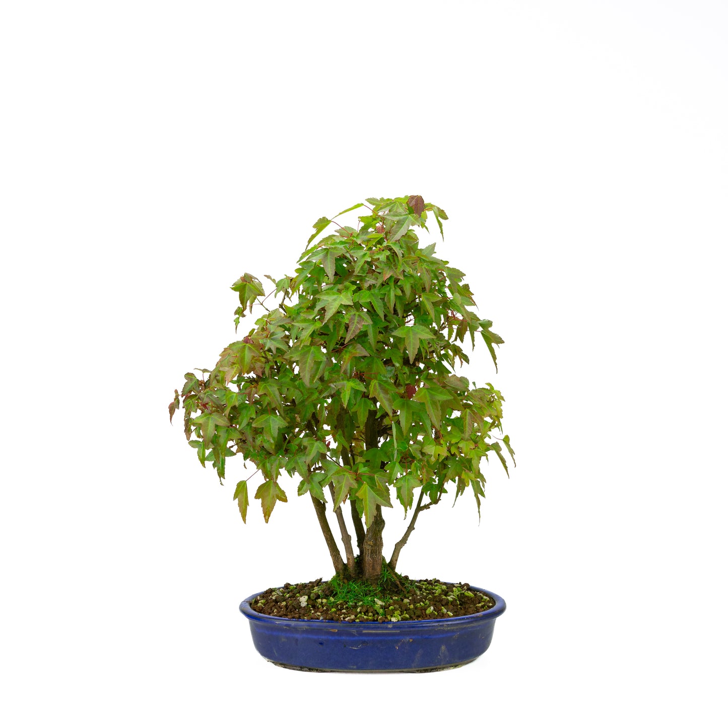 Acer buergerianum with stone brown round pot 20cm, height ~31cm