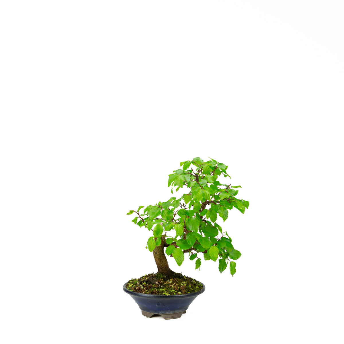 Carpinus coreana blue rectangular pot 21cm, height ~35cm