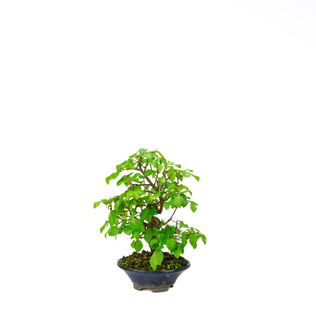 Carpinus coreana blue rectangular pot 21cm, height ~35cm