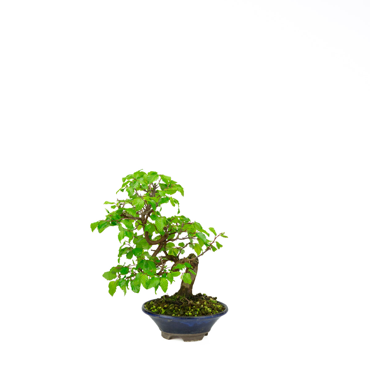 Carpinus coreana blue rectangular pot 21cm, height ~35cm