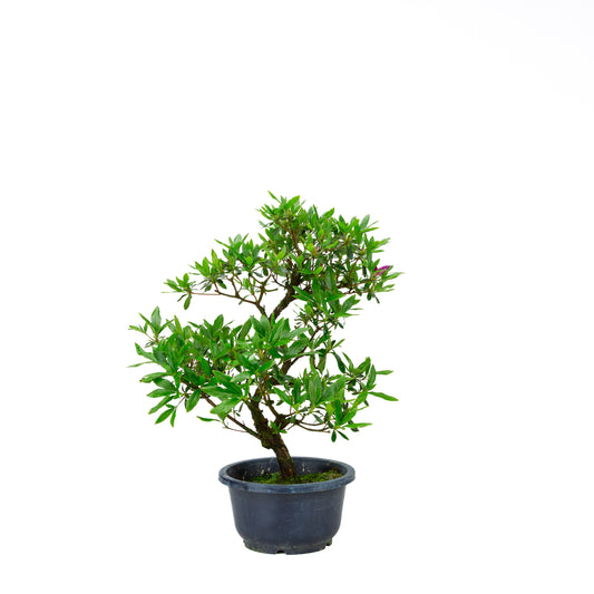 Rhododendron indicum (satsuki azalea), height ~40cm