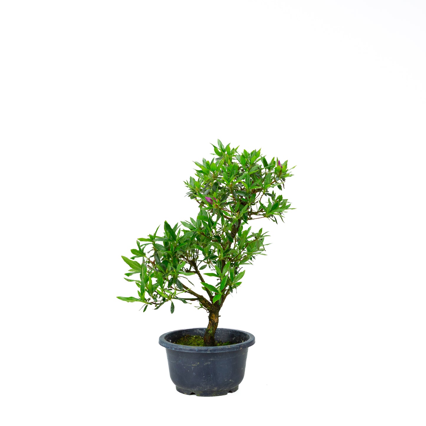 Rhododendron indicum (satsuki azalea), height ~40cm
