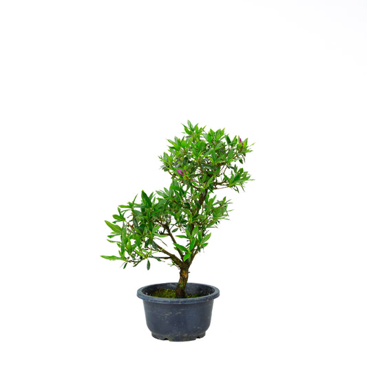 Rhododendron indicum (satsuki azalea), height ~40cm