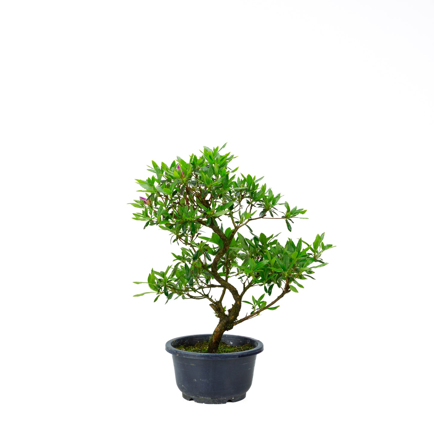 Rhododendron indicum (satsuki azalea), height ~40cm