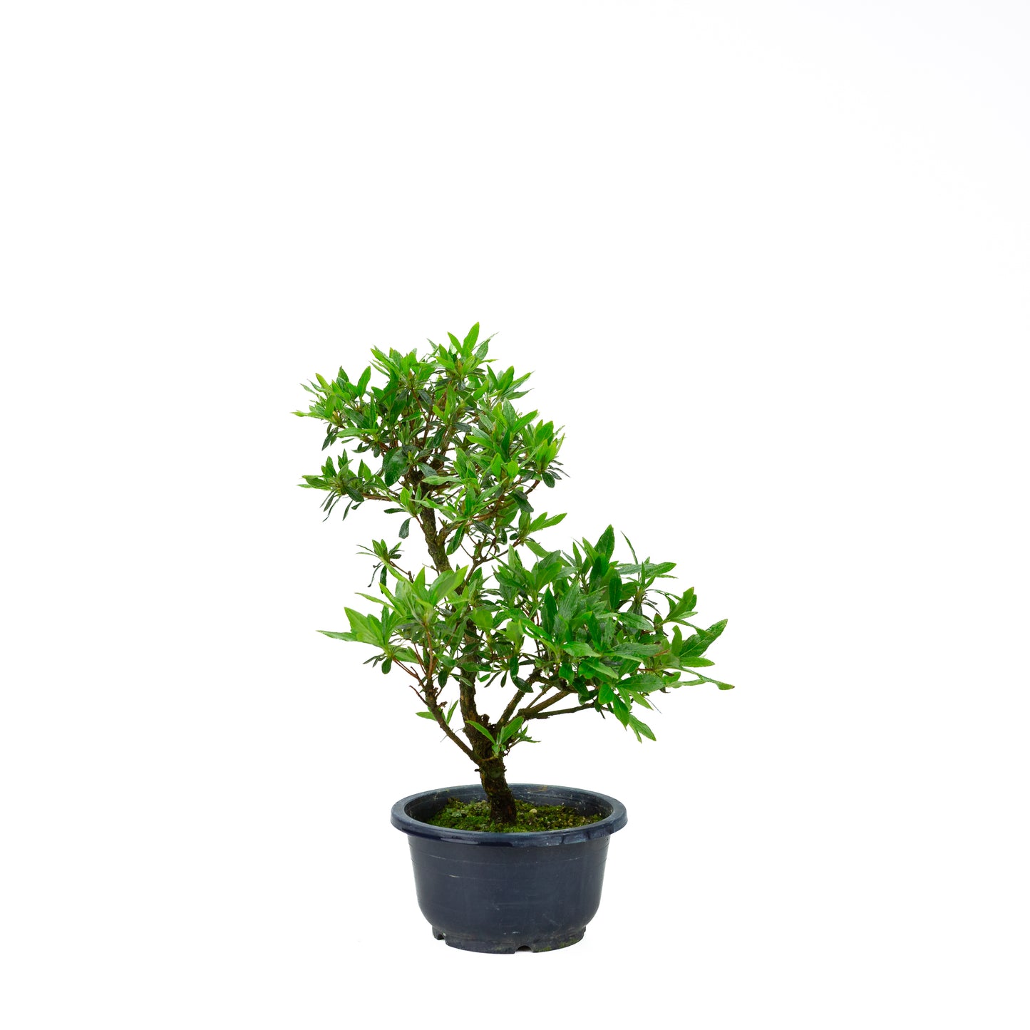Rhododendron indicum (satsuki azalea), height ~40cm
