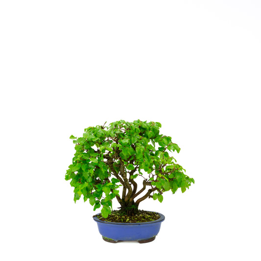 Carpinus coreana blue rectangular pot 21cm, height ~35cm