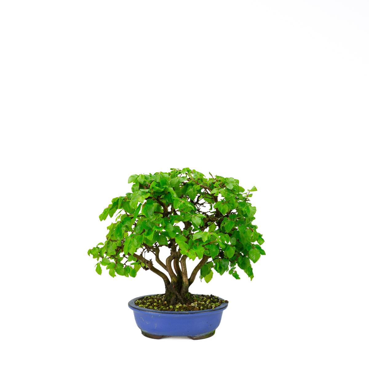 Carpinus coreana blue rectangular pot 21cm, height ~35cm