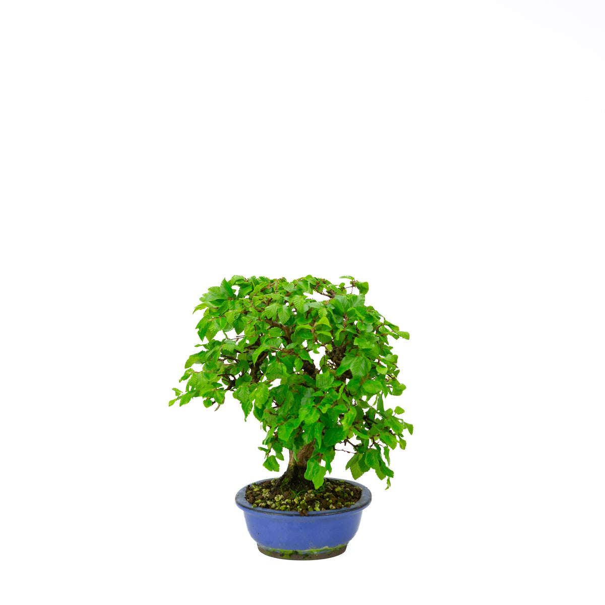 Carpinus coreana blue rectangular pot 21cm, height ~35cm