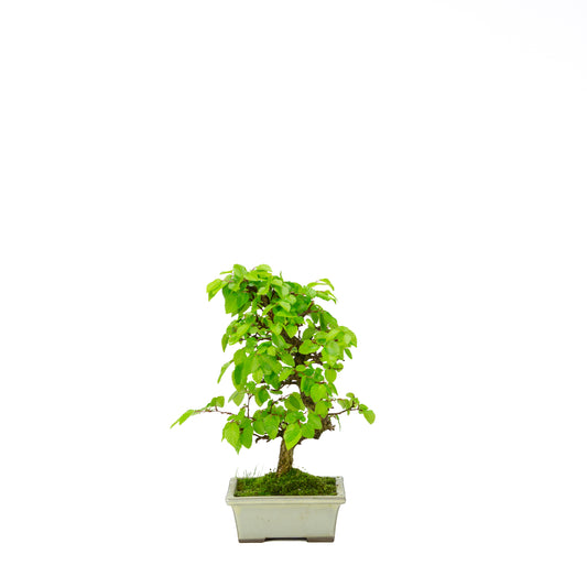 Carpinus coreana blue rectangular pot 21cm, height ~35cm