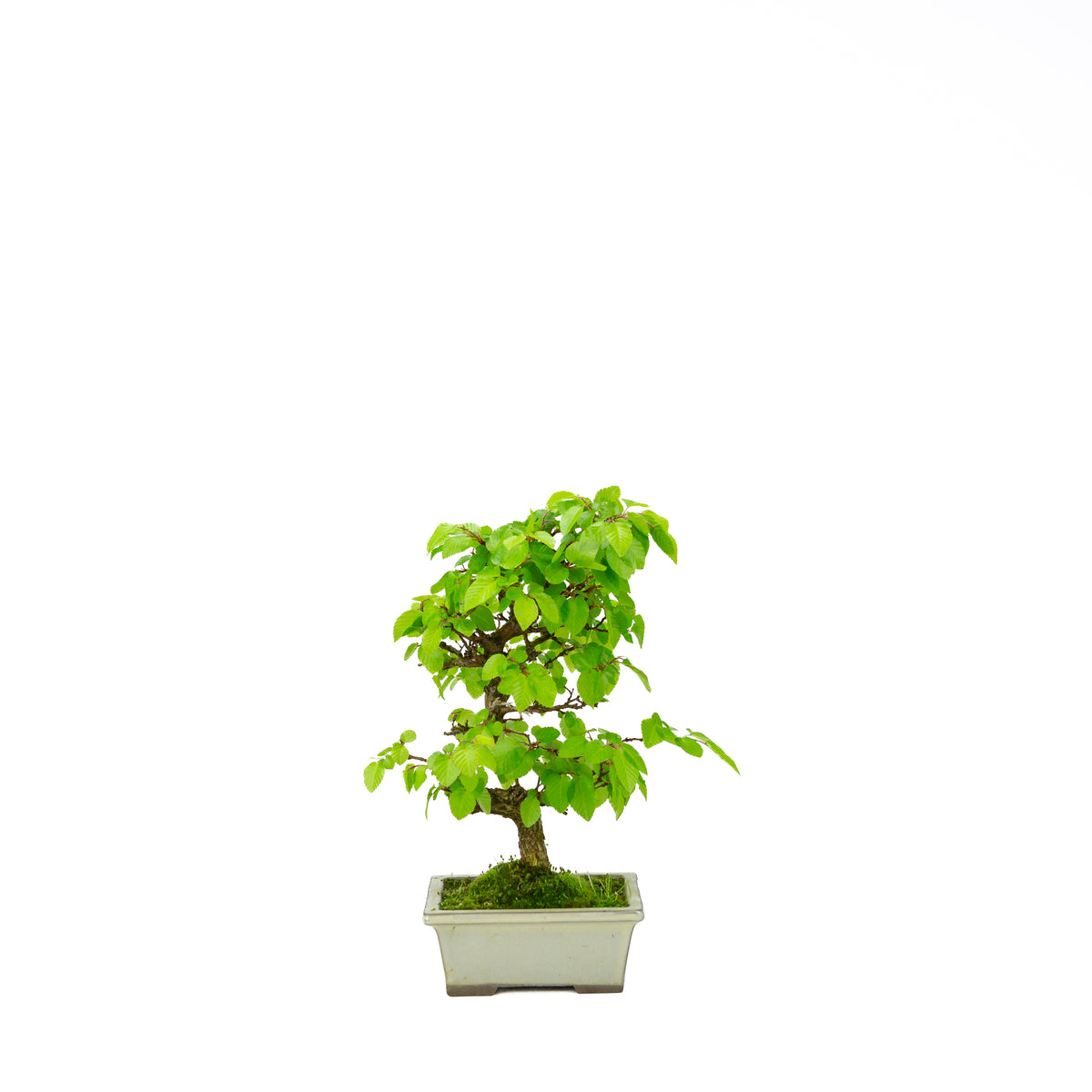 Carpinus coreana blue rectangular pot 21cm, height ~35cm