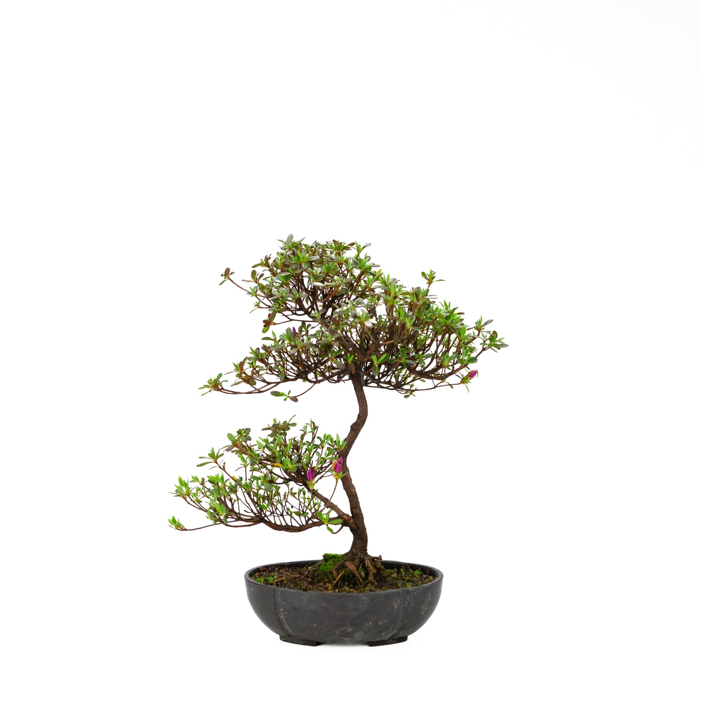 Rhododendron indicum (satsuki azalea), height ~40cm