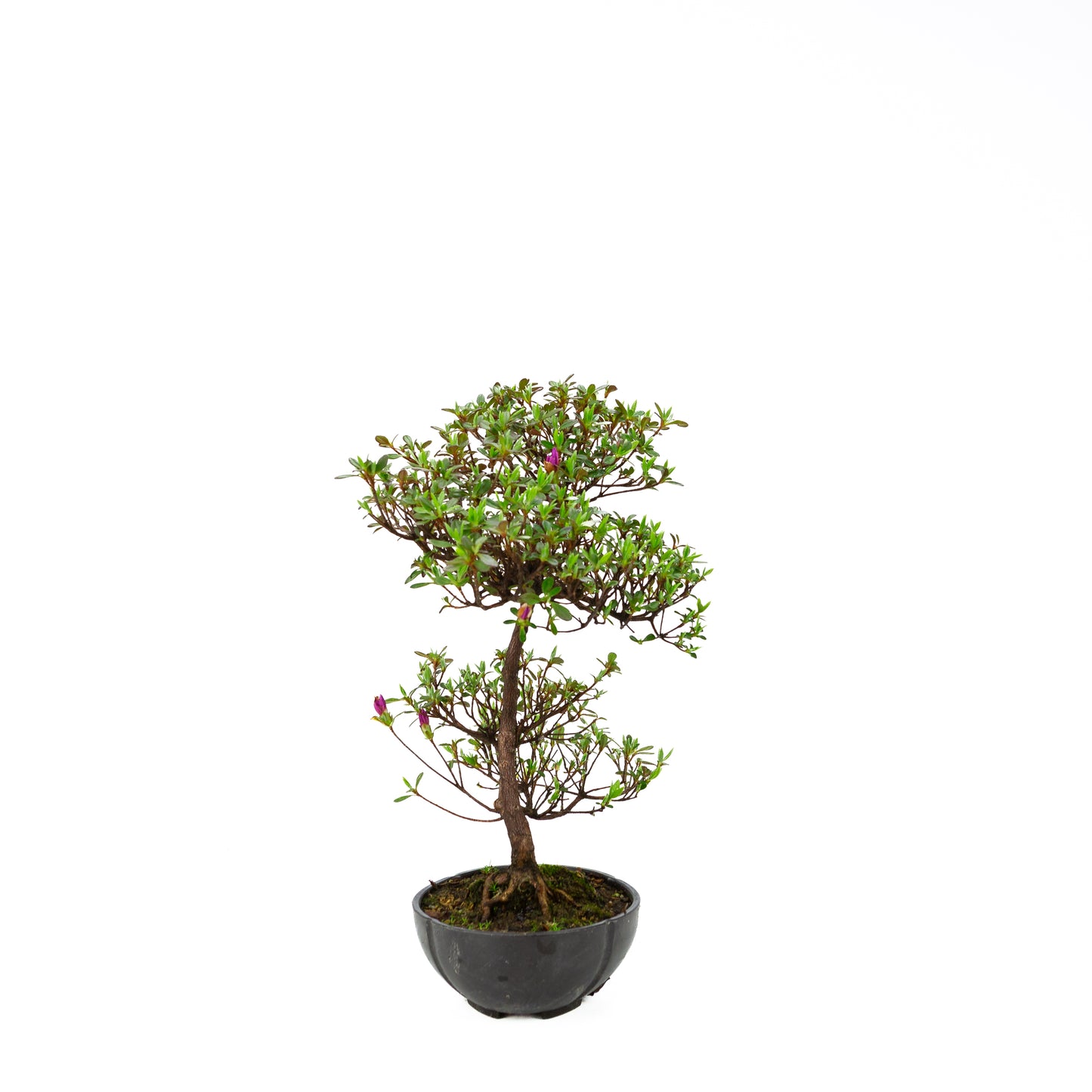 Rhododendron indicum (satsuki azalea), height ~40cm