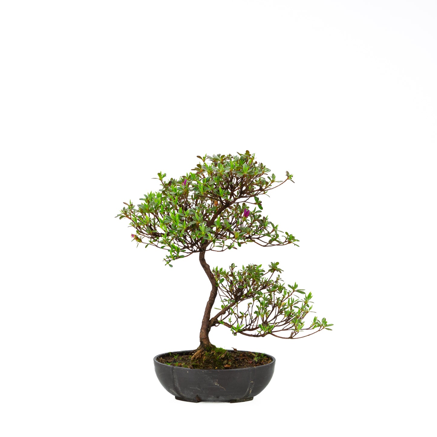 Rhododendron indicum (satsuki azalea), height ~40cm