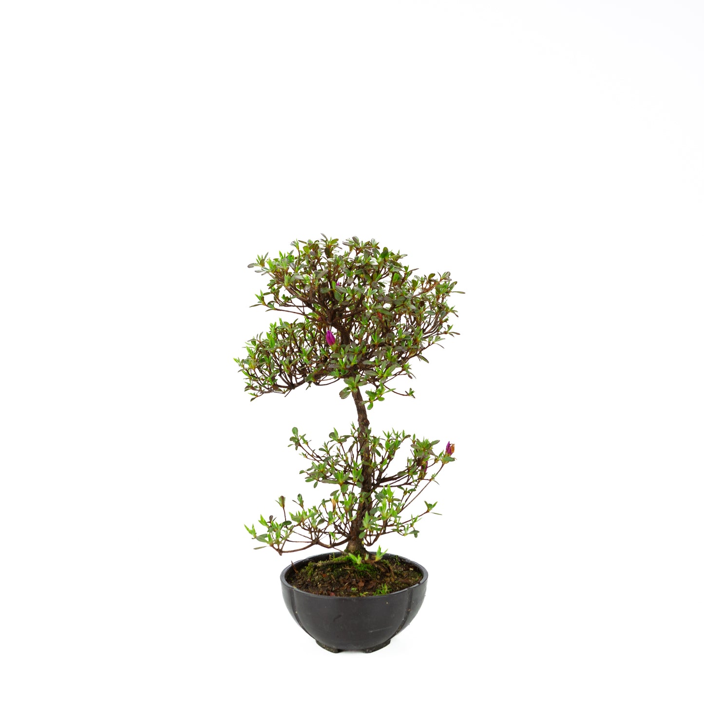 Rhododendron indicum (satsuki azalea), height ~40cm