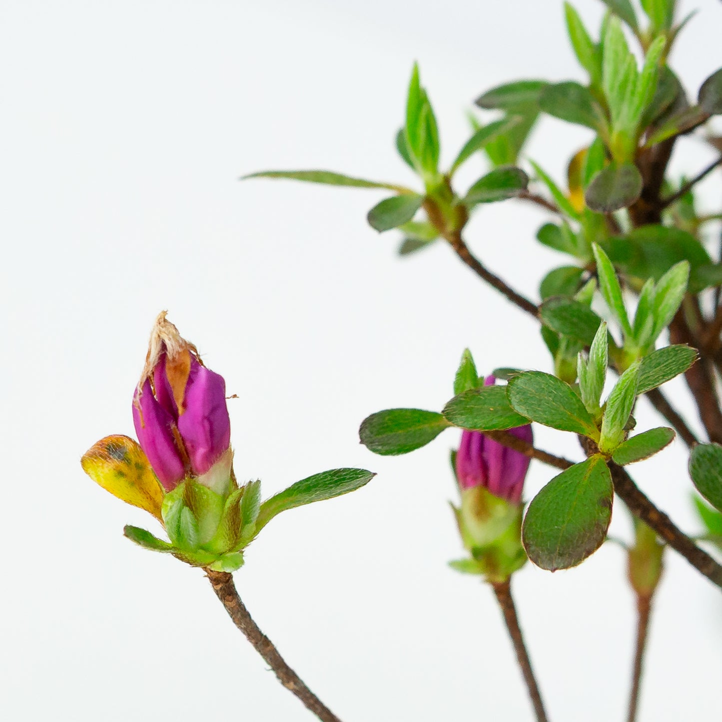 Rhododendron indicum (satsuki azalea), height ~40cm