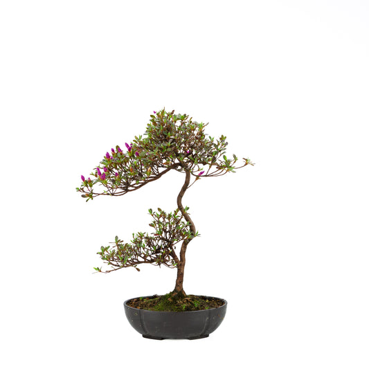 Rhododendron indicum (satsuki azalea), height ~40cm