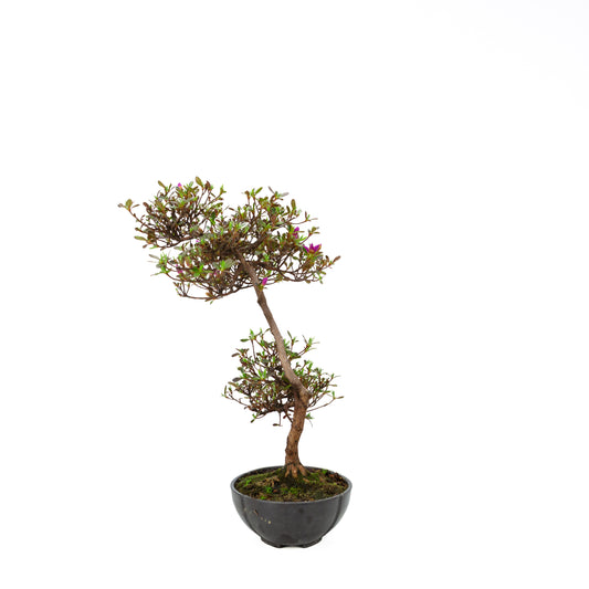 Rhododendron indicum (satsuki azalea), height ~40cm