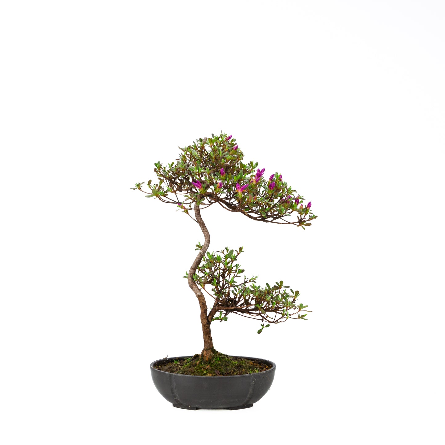 Rhododendron indicum (satsuki azalea), height ~40cm