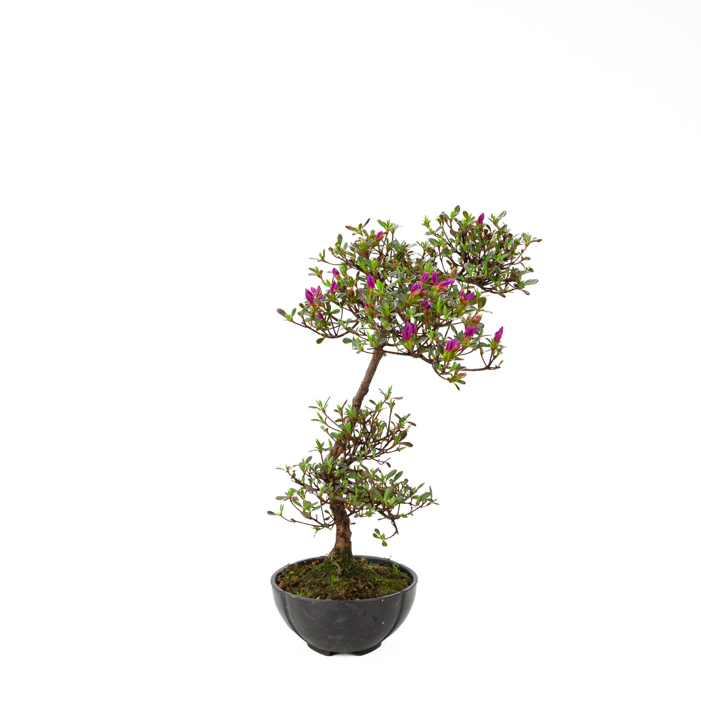 Rhododendron indicum (satsuki azalea), height ~40cm