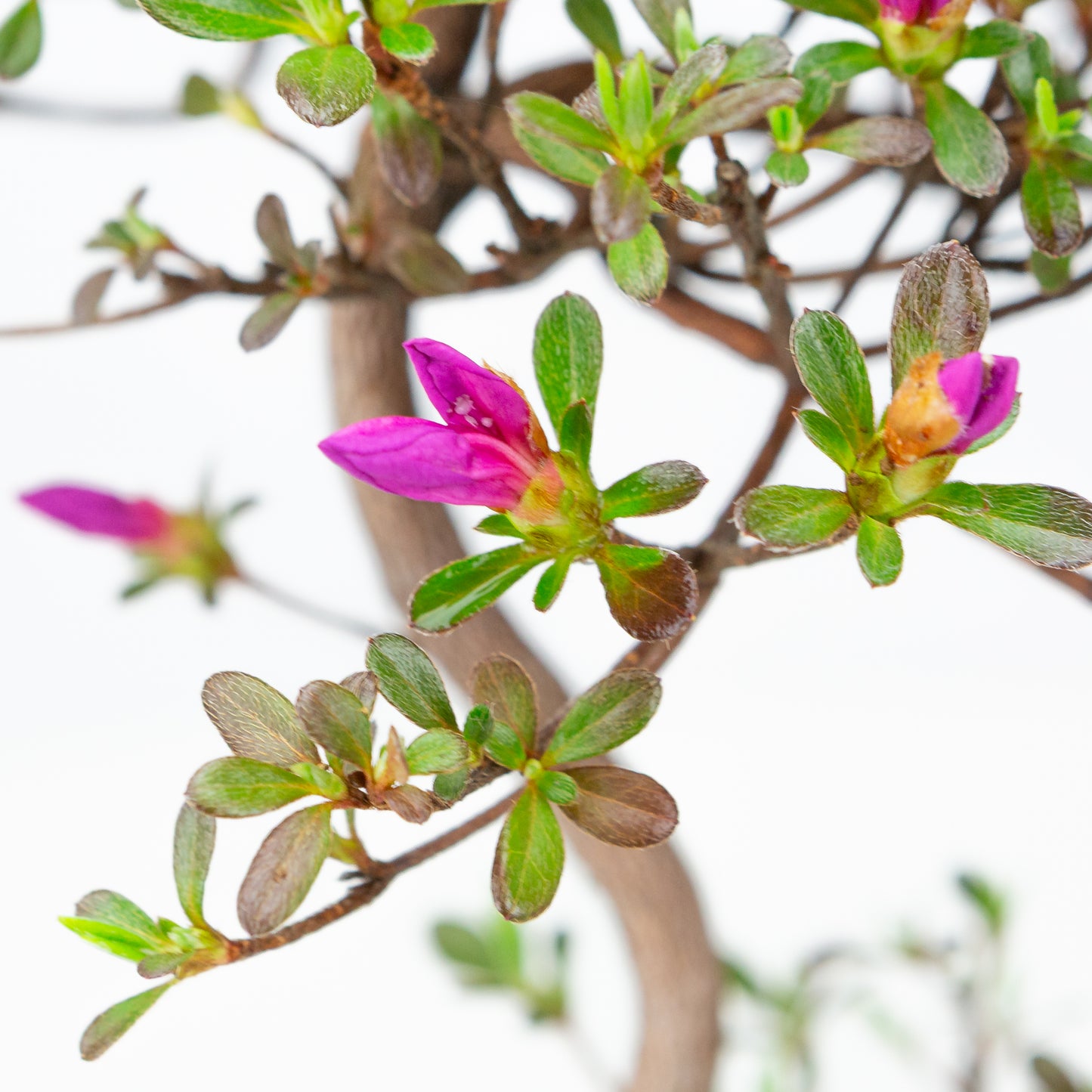 Rhododendron indicum (satsuki azalea), height ~40cm