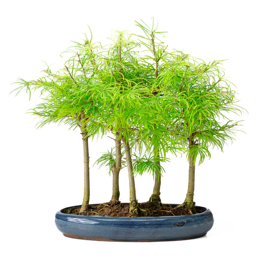 Pseudolarix amabilis forest blue oval pot 35cm, height ~38cm