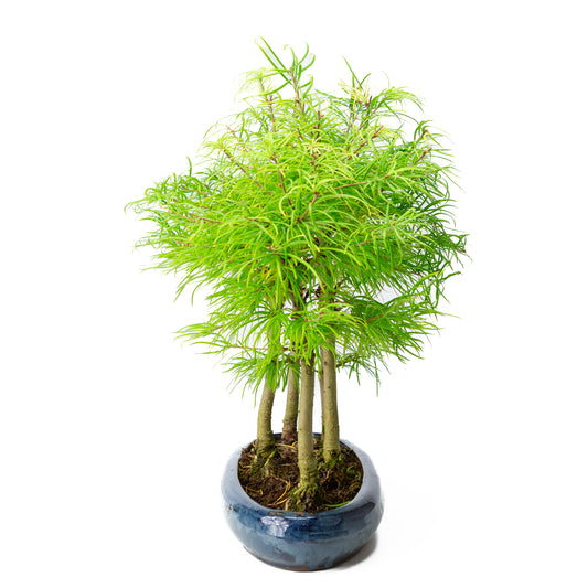 Pseudolarix amabilis forest blue oval pot 35cm, height ~38cm