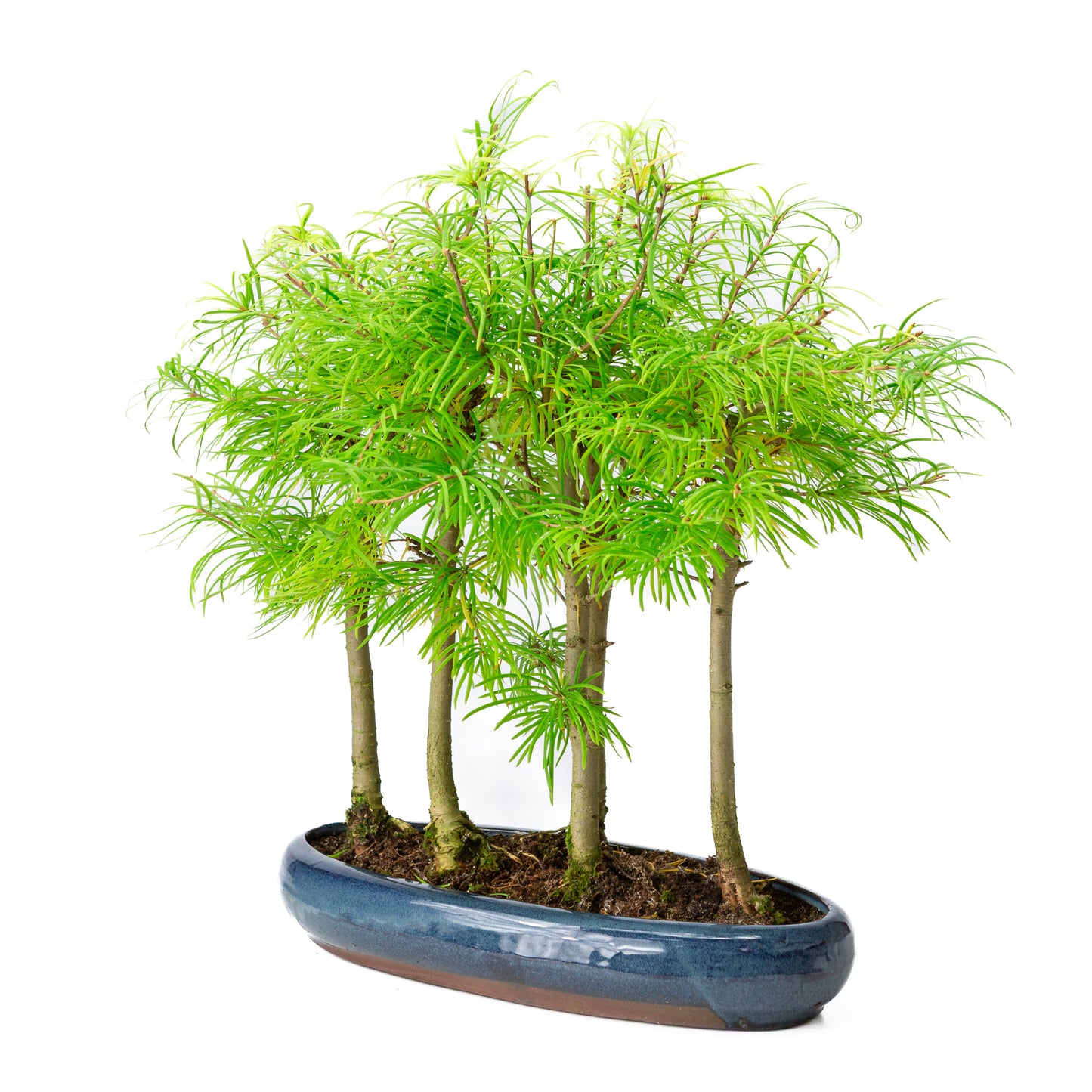 Pseudolarix amabilis forest blue oval pot 35cm, height ~38cm